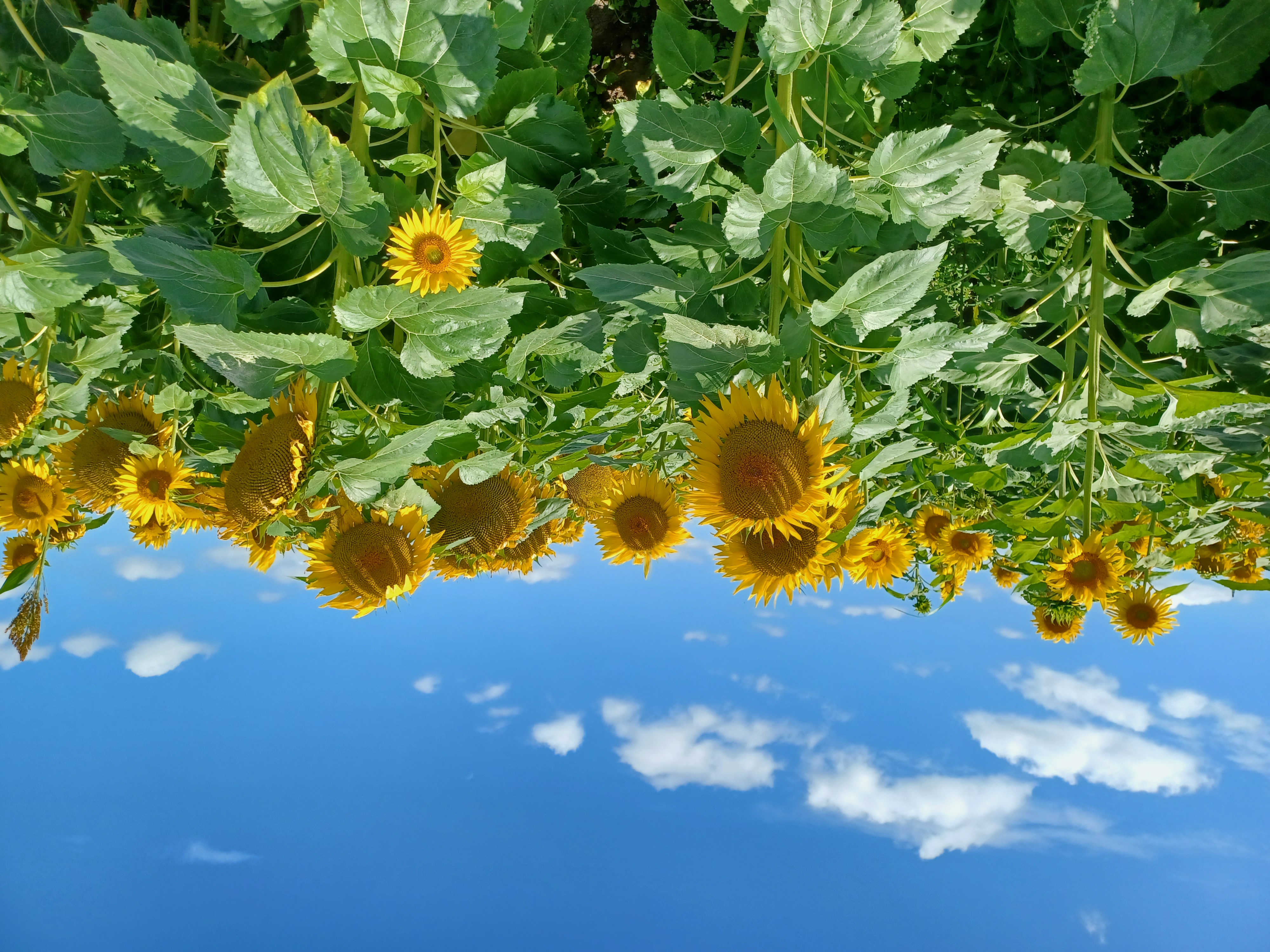 foto zonnebloem