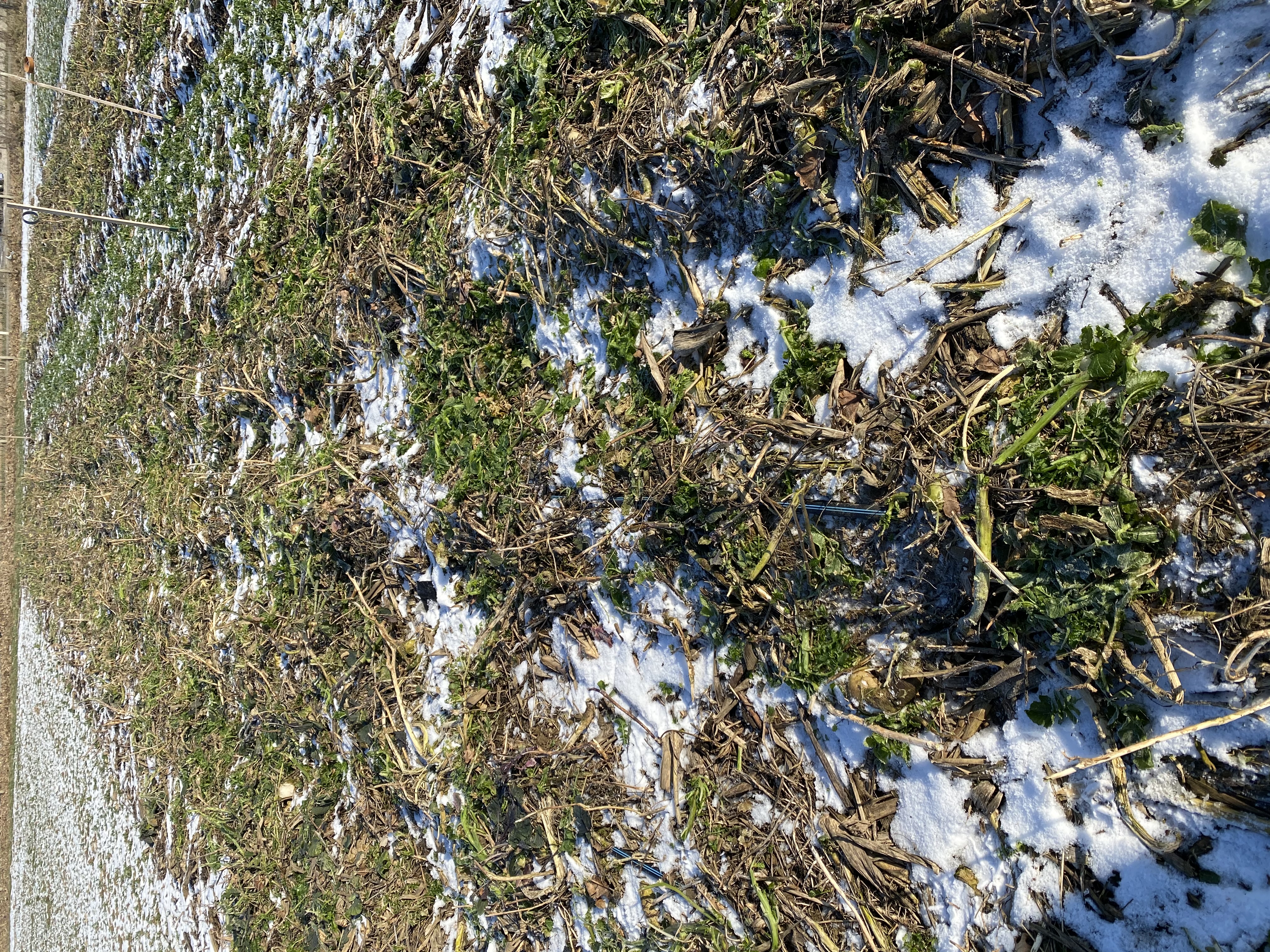 Vorstgevoelige groenbedekkers sterven in de winter af